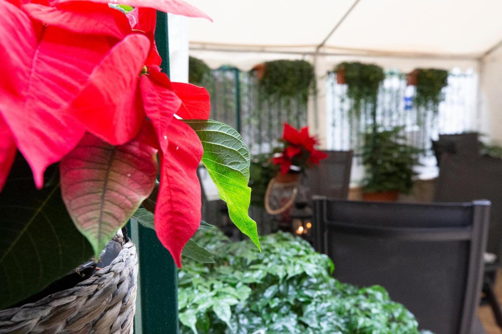 Flatinrome Trastevere Deluxe Rooms - Green Patio Roma Exterior foto
